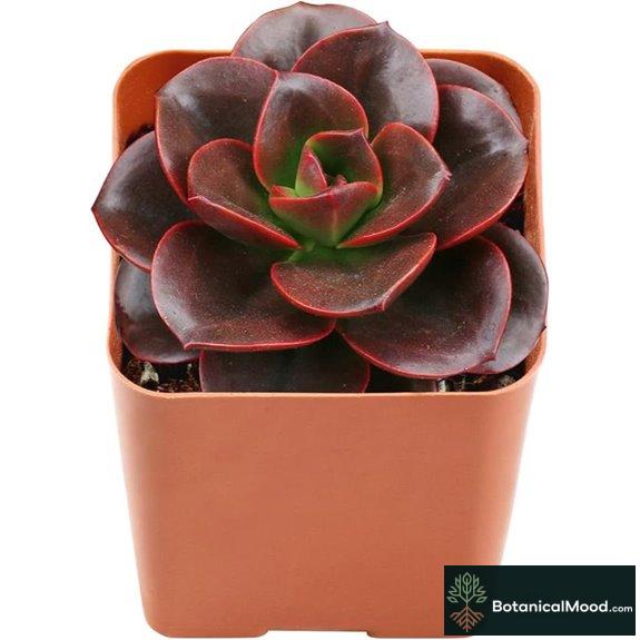 Mini Echeveria 'Melaco' Succulent Plant Drought Tolerant