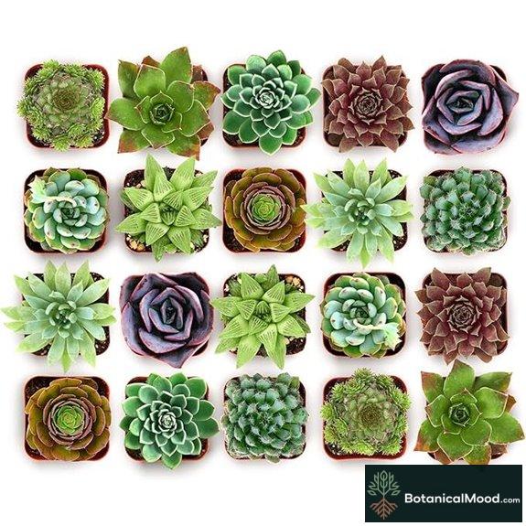 Succulents Echeveria & Rosette Variety Pack 20 Pieces
