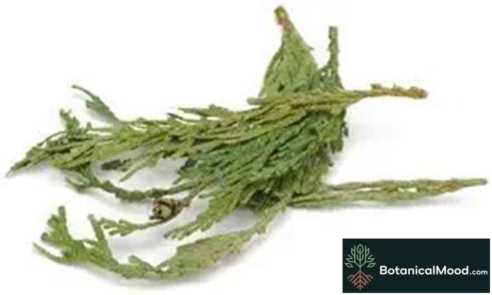 Starwest Botanicals CEDAR TIPS WESTERN RED WC