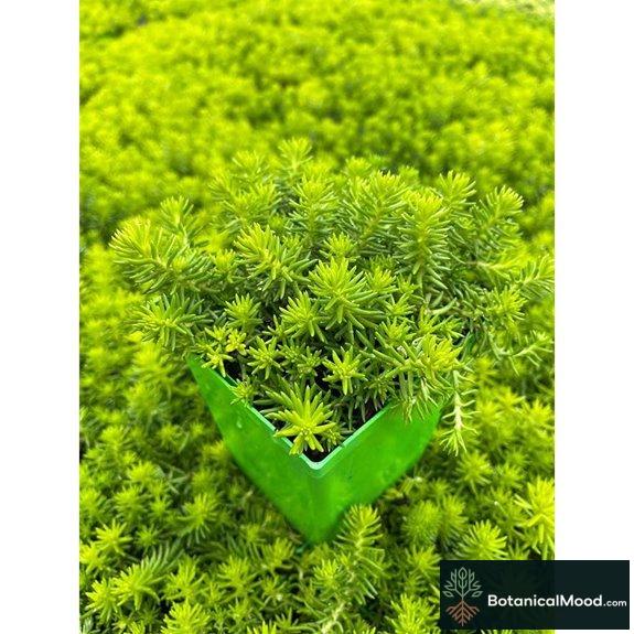 Sedum ‘Prima Angelina’ Live Perennial (Quart)