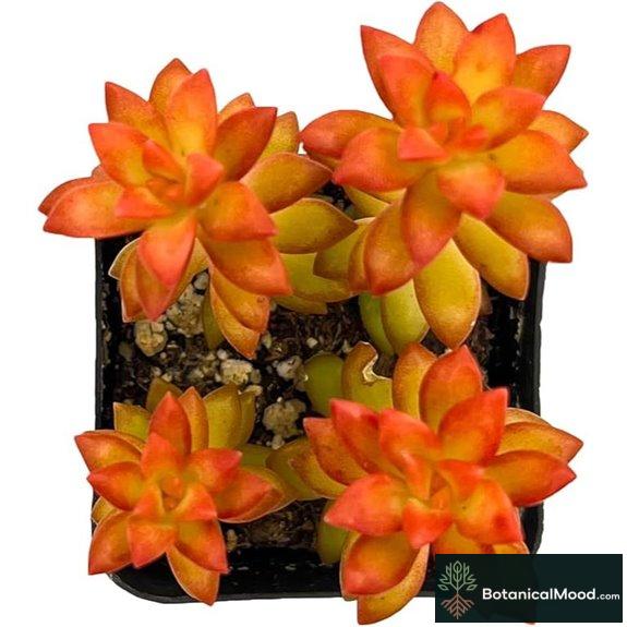 Sedum adolphii 'Shooting Stars' Mini Succulent Plant